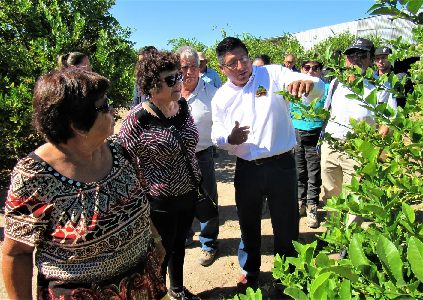 Agricultores tamarugal 2