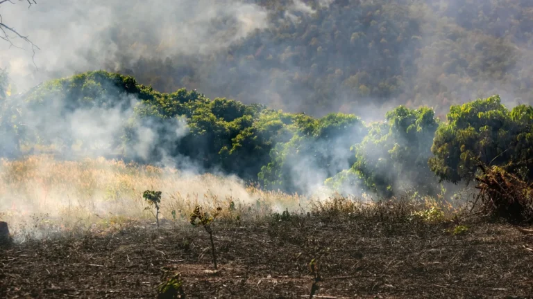 Emergencia Agricola En Verano Referencial