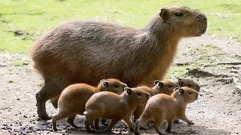 Gfgnwgxxyaaplnl