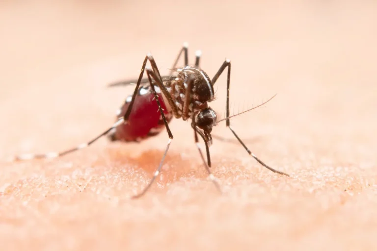 Dengue Referencial