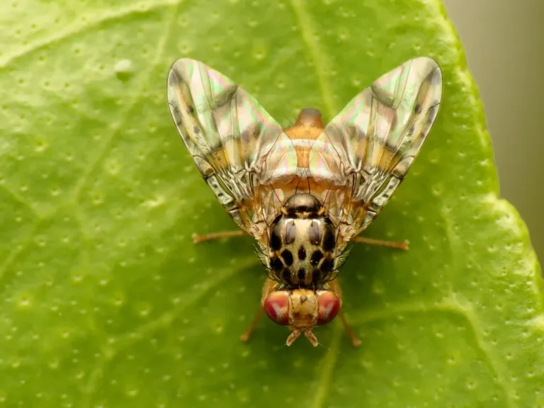 Mosca De La Fruta 3
