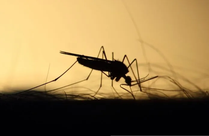 Mosquito 696x455