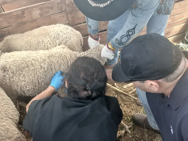 Operativo en bajo soga (2)