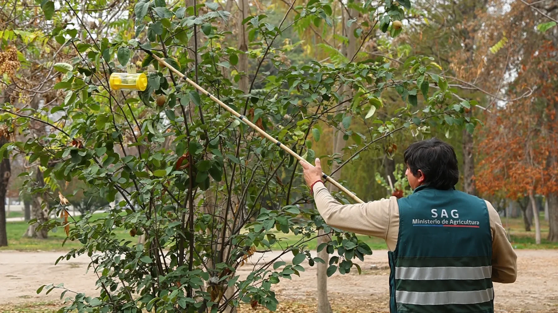 Monitoreo mosca de la fruta (11)