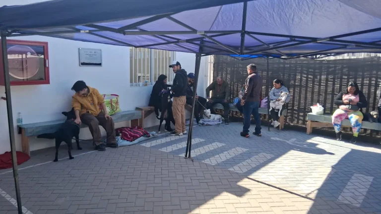Más de 800 mascotas esterilizadas gratuitamente en Alto Hospicio - CEI Noticias