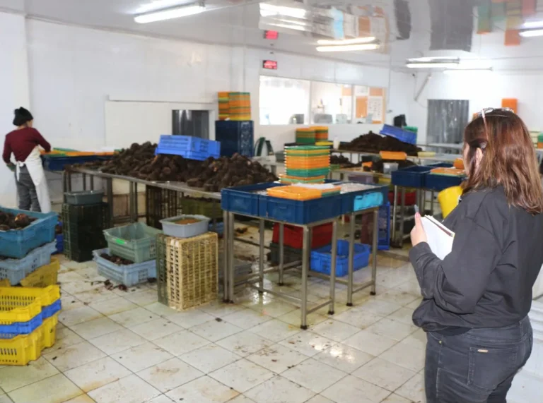 SEREMI de Salud detecta planta procesadora de erizos sin resolución sanitaria - CEI Noticias