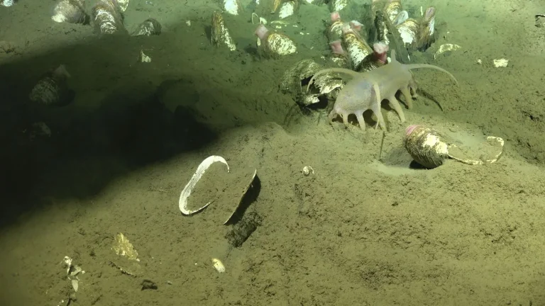 Descubren una nueva bacteria simbionte de la almeja gigante que revela un ecosistema inédito en aguas profundas. - CEI Noticias