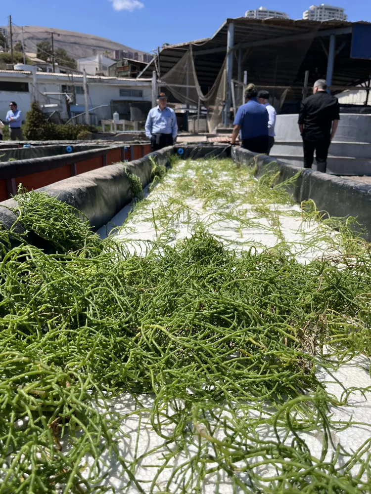 Salicornia5
