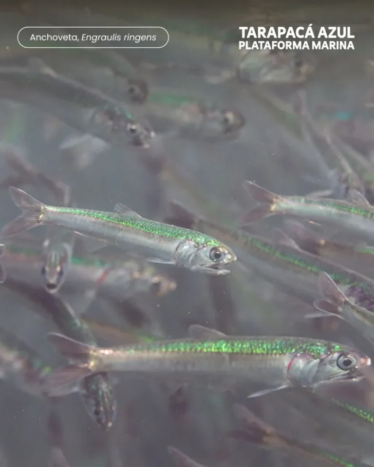 Anchoveta